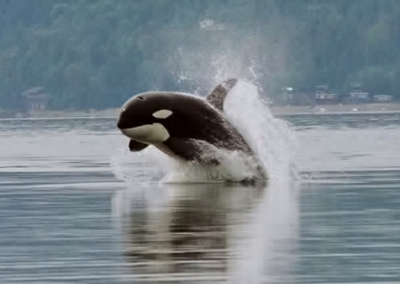 Fresh Perspectives to Help Protect Orcas