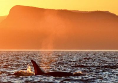 Shhh … A Quiet Sound Protects Orcas