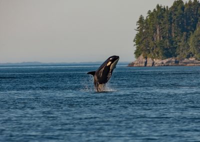 CityStream: Turning Down the Volume to Help Endangered Orcas