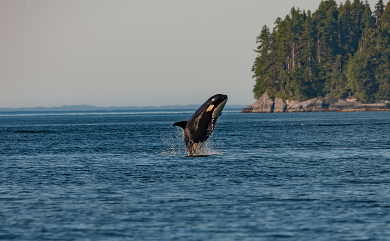 CityStream: Turning Down the Volume to Help Endangered Orcas