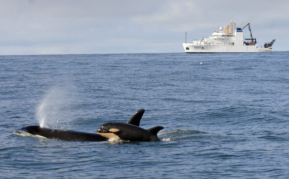 Quiet Sound underwater noise reduction program could soon slow ships, protect orcas