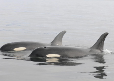 Quieting Puget Sound for Endangered Southern Resident Orcas