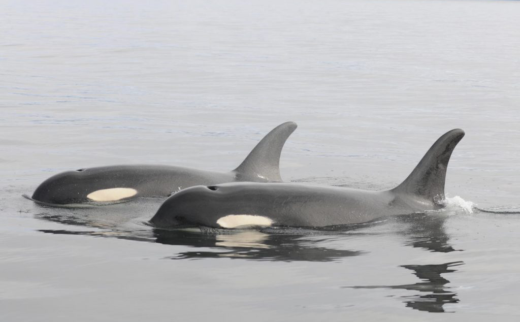 Quieting Puget Sound for Endangered Southern Resident Orcas