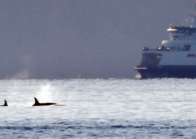 Quiet Sound aims to expand efforts to protect endangered orcas from marine traffic