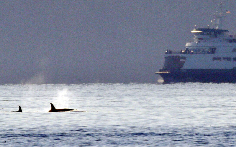 Quiet Sound aims to expand efforts to protect endangered orcas from marine traffic