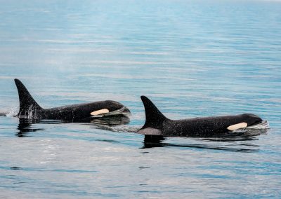 Quiet Sound’s Second Annual Voluntary Commercial Vessel Slowdown Kicks Off to Protect Migrating Endangered Southern Resident Killer Whales in Puget Sound